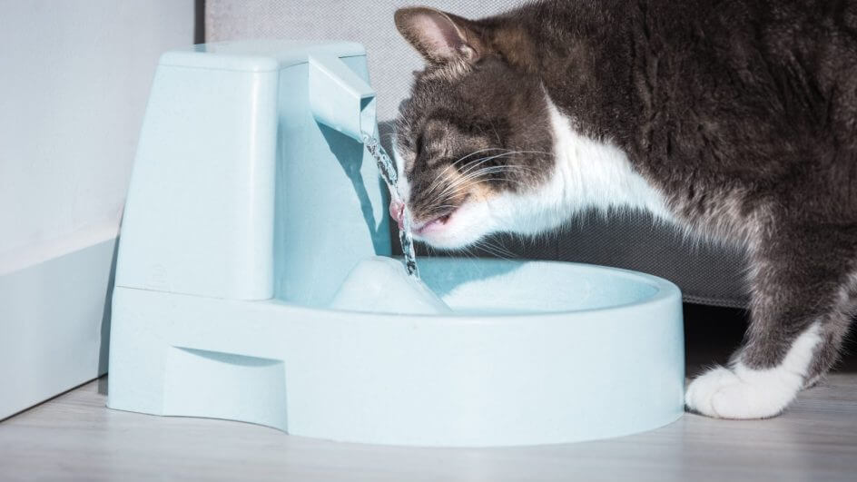 Gato bebendo água