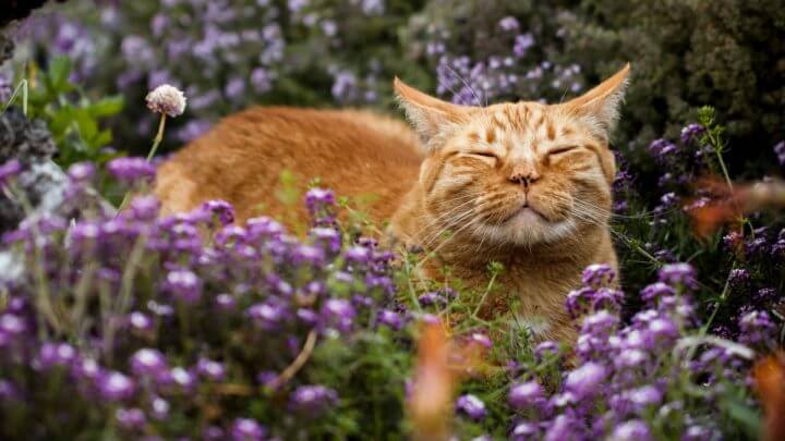 Gato cheirando catnip