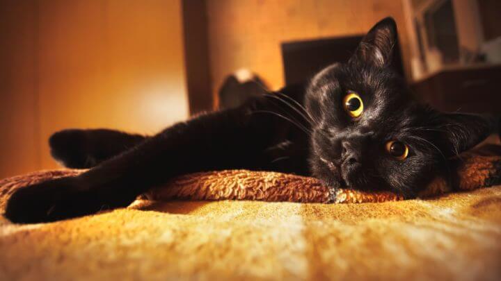 Gato preto deitado na cama