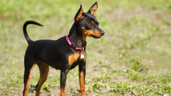 Pinscher miniatura preto e marrom em grama olhando para o horizonte