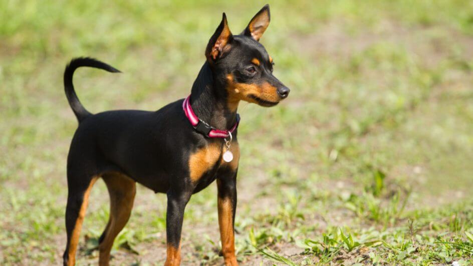 Pinscher miniatura preto e marrom em grama olhando para o horizonte