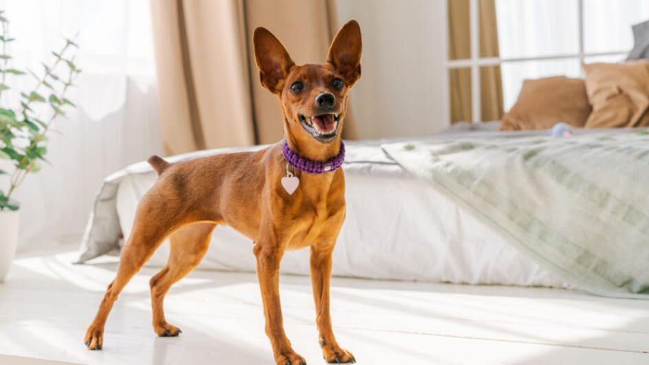 Pinscher miniatura marrom na frente de uma cama e uma janela