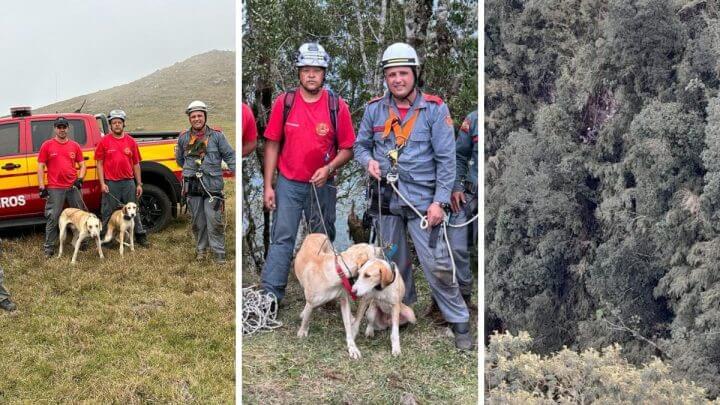 Dois cães que caíram de penhasco em Santa Bárbara, em Bom Jardim da Serra