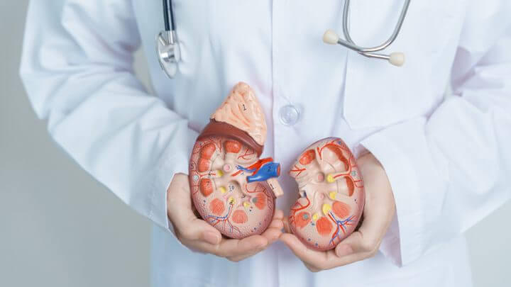Médico segurando modelo de rim