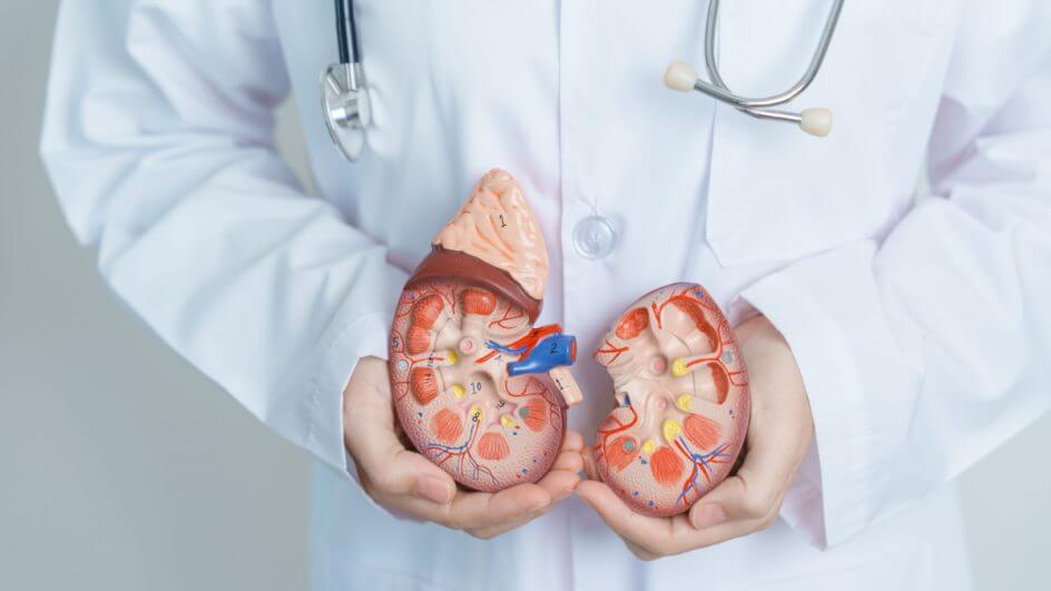 Médico segurando modelo de rim