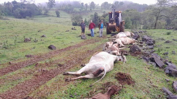 Vacas morreram eletrocutadas em Planalto Alegre, no Oeste de SC