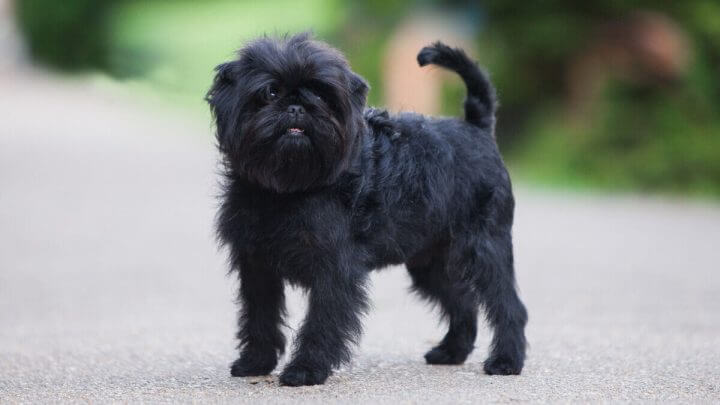 Pequeno affenpinscher preto no parque