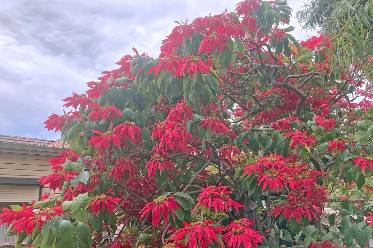 Planta bico-de-papagaio em uma árvore