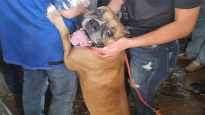 "Insalubre": cachorra é resgatada de maus-tratos e tutor vai preso em Palhoça