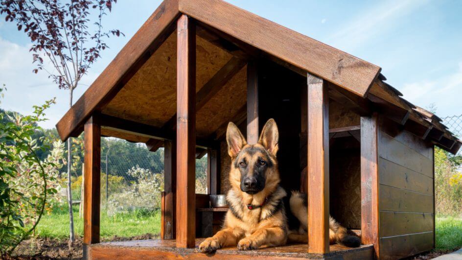 Cachorro pastor alemão deitado em frente a casinha de madeira