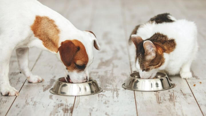 Cachorro e gato comendo em recipiente de metal no chão
