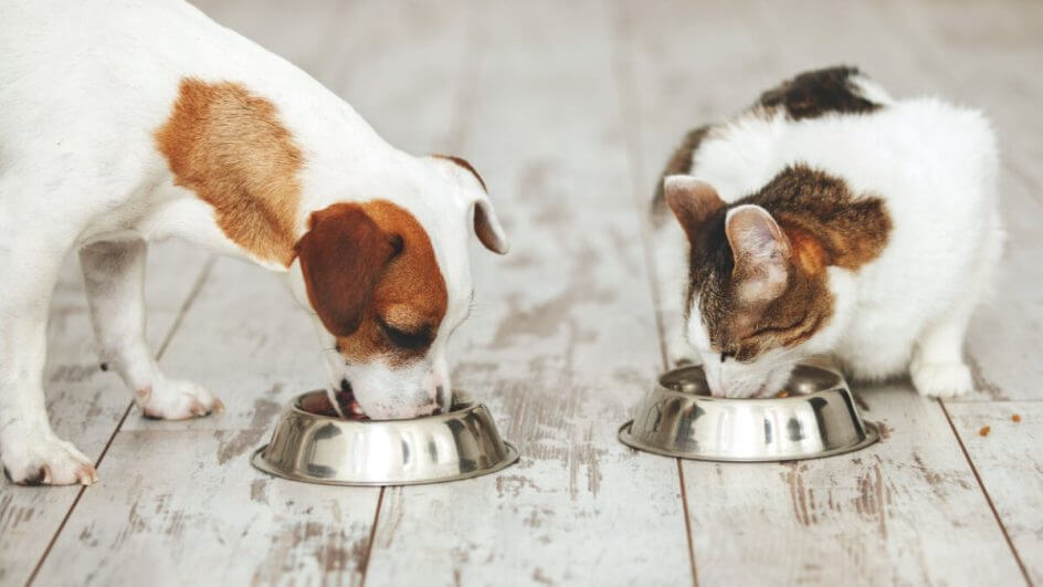 Cachorro e gato comendo em recipiente de metal no chão