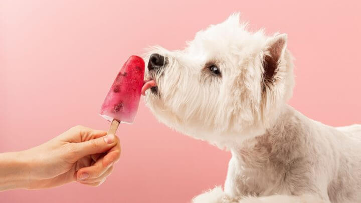 Cachorro branco lambendo picolé de fruta em mão de humano