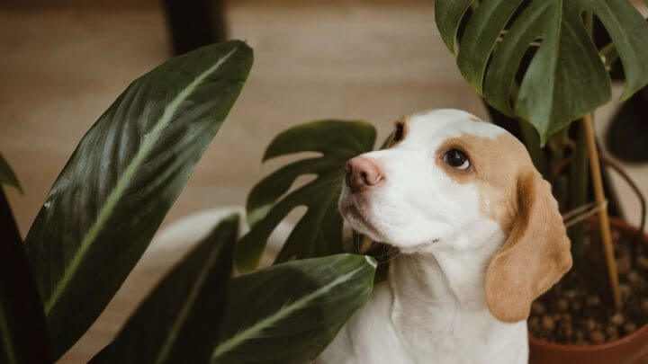 Cachorro branco e amarelo entre plantas verdes