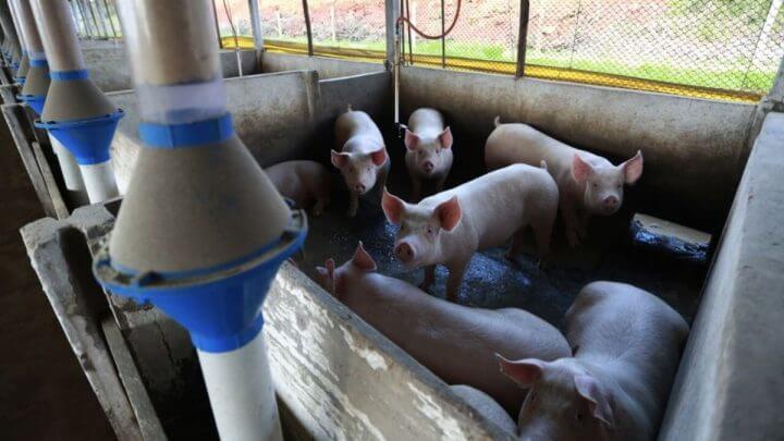 Exportação de carne suína em SC bate recorde histórico e tem faturamento bilionário em 2023