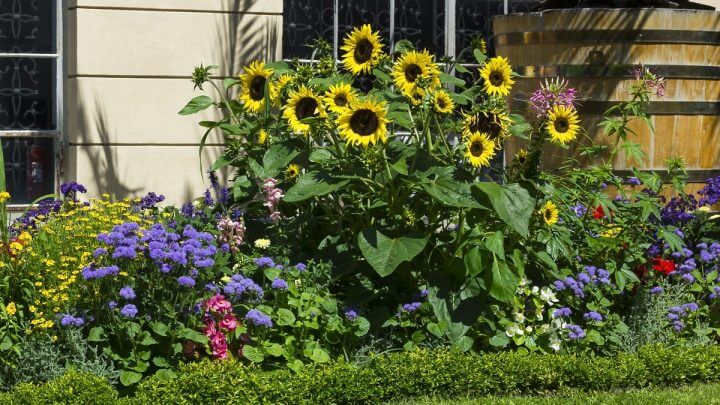Girassois em um jardim
