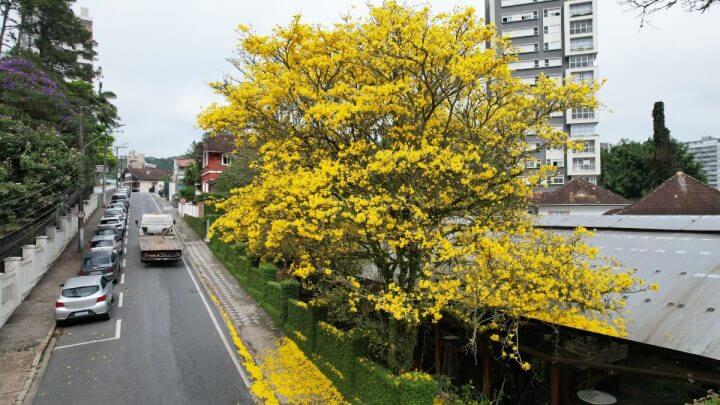 Ipê amarelo em rua de Blumenau