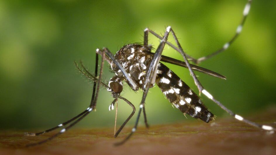 Santa Catarina registra 97 mortes por dengue em 2023; 37 cidades estão em epidemia da doença