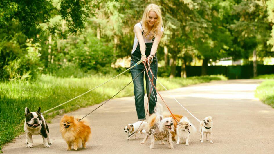 Mulher andando com diversos cachorros pequenos em parque