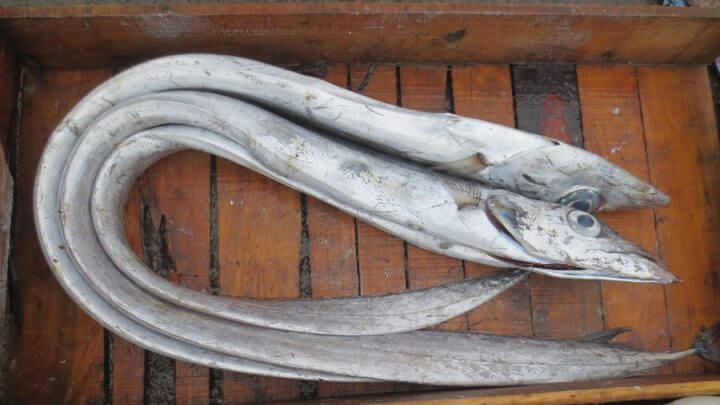 Peixe espada