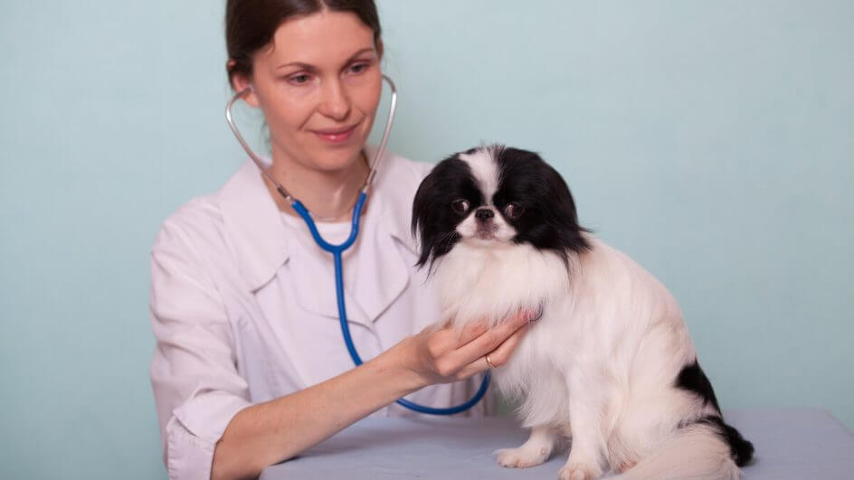 Médica veterinária examinando um cachorro