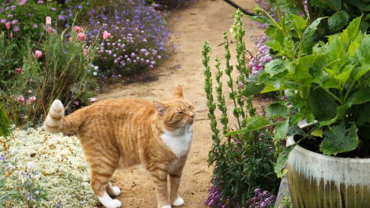 Gato dourado cheirando uma planta em um jardim