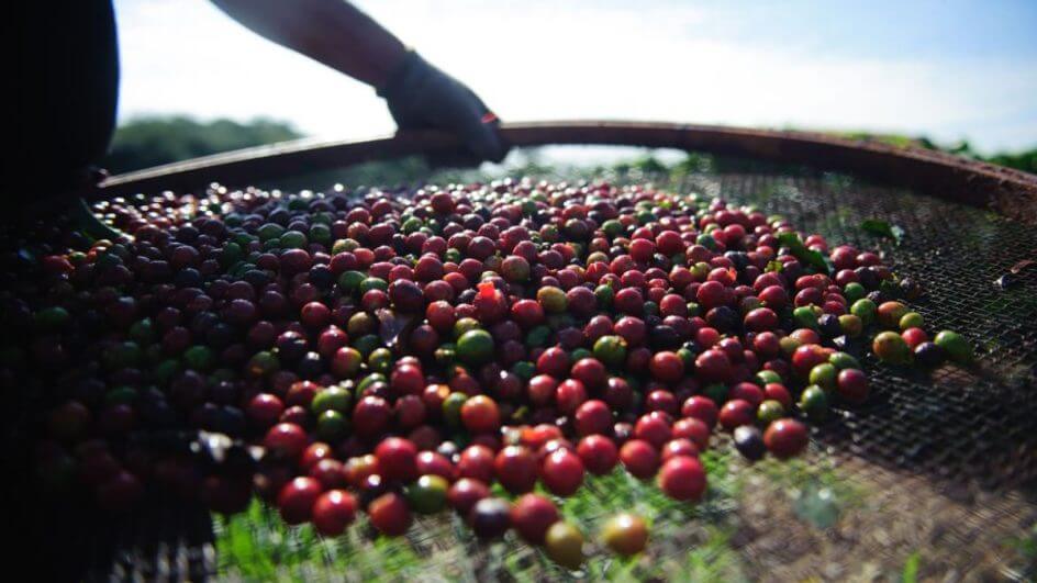 Lotes de cafés são recolhidos por excesso de cascas e madeira