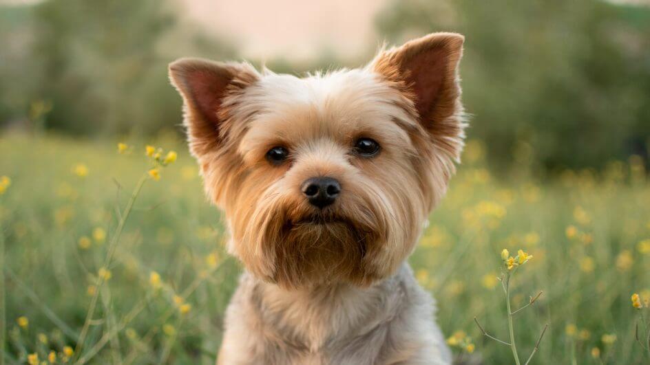 Cachorro da raça yorkshire sentado em um jardim com flores amarelas