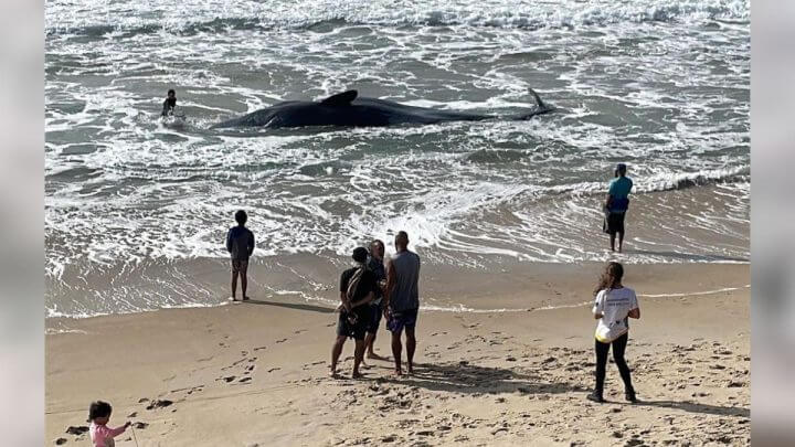 Baleia de 11 metros encalha em praia de Florianópolis