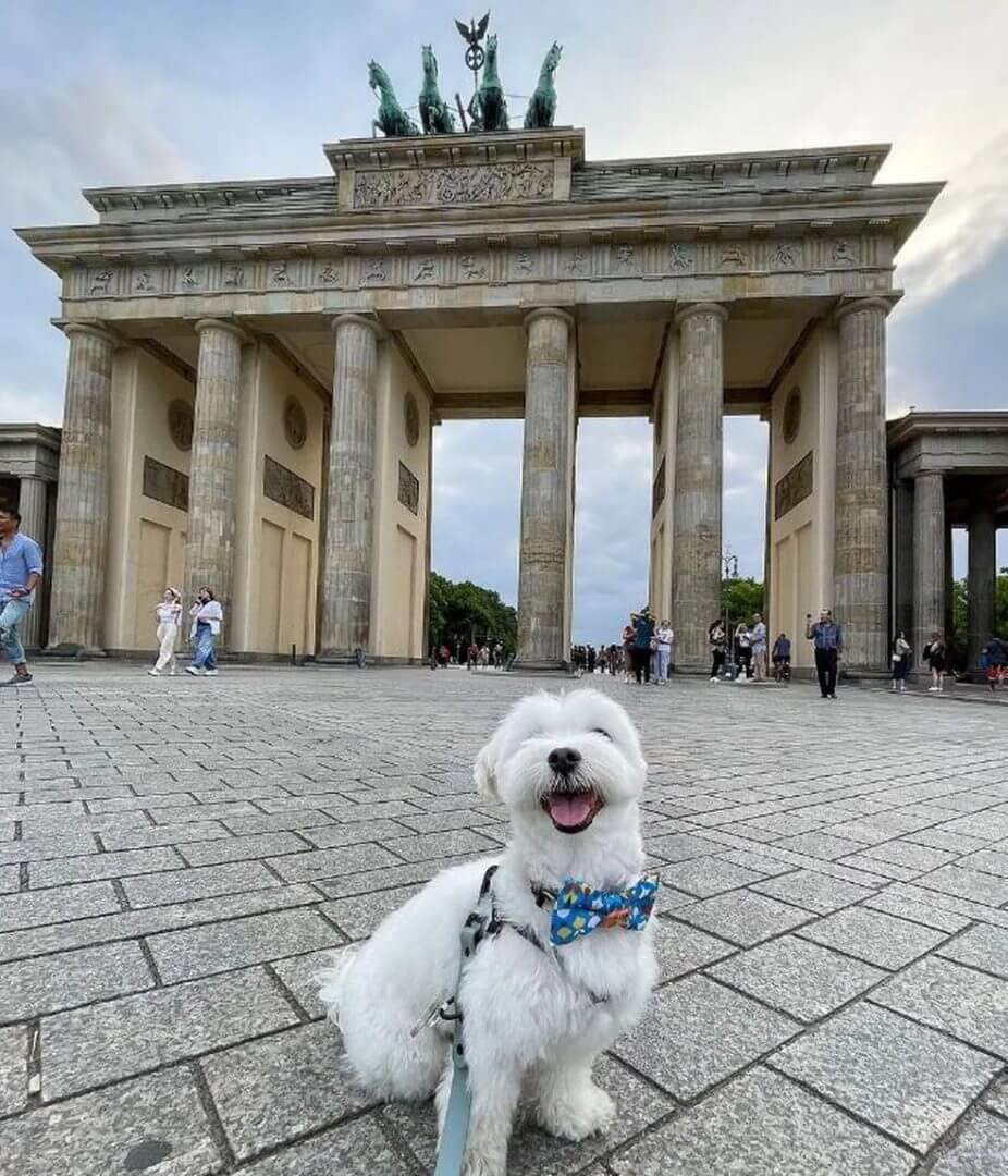 Cachorro influencer viaja o mundo e diverte a web com imagens encantadoras