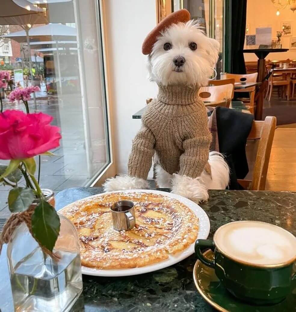 Cachorro influencer viaja o mundo e diverte a web com imagens encantadoras