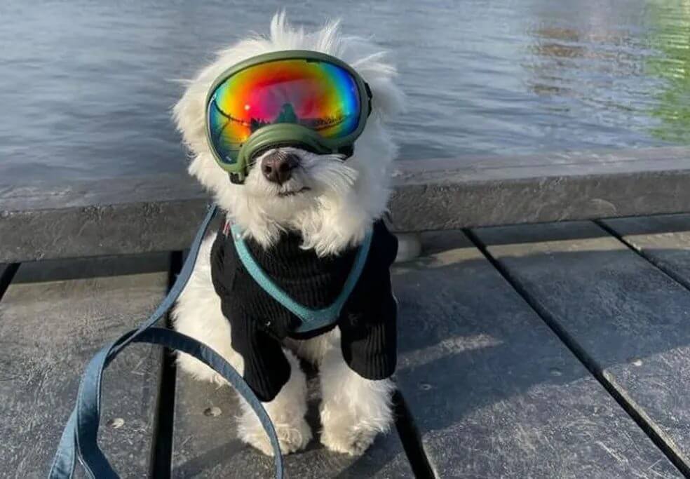 Cachorro influencer viaja o mundo e diverte a web com imagens encantadoras