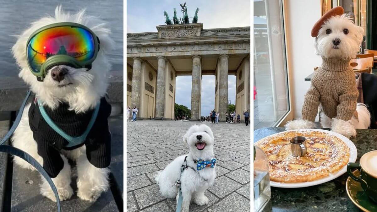 Cachorro influencer viaja o mundo e diverte a web com imagens encantadoras; confira