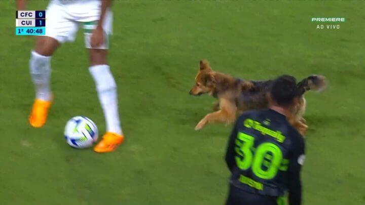 Cachorro invade o gramado durante Coritiba x Cuiabá (Foto: Premiere/Reprodução)
