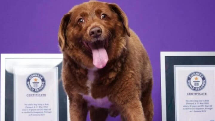 Cachorro mais velho do mundo morre aos 31 anos