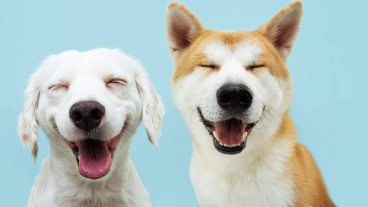 Dois cães sorridentes com expressão feliz e olhos fechados em um fundo azul