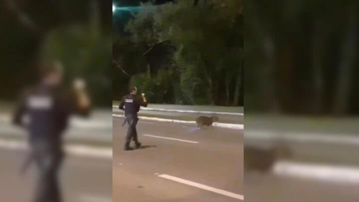 Capivara tem 'rolê noturno' em via cancelado e acaba escoltada por Guardas Municipais em SC