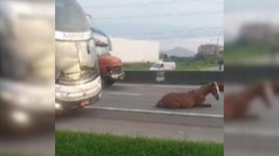 Cavalos são atropelados e interdita pista na BR-101 em Biguaçu