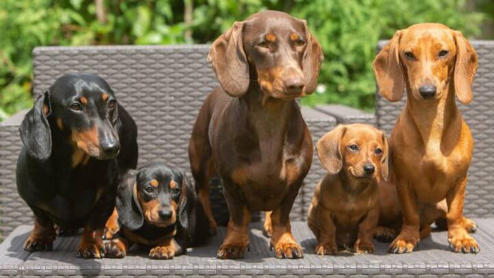 Três cachorros adultos da raça Dachshund de cores diferentes e dois filhotes entre eles