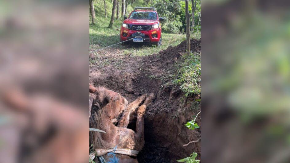Poço cheio de lama deixa égua soterrada em SC; veja como foi o resgate