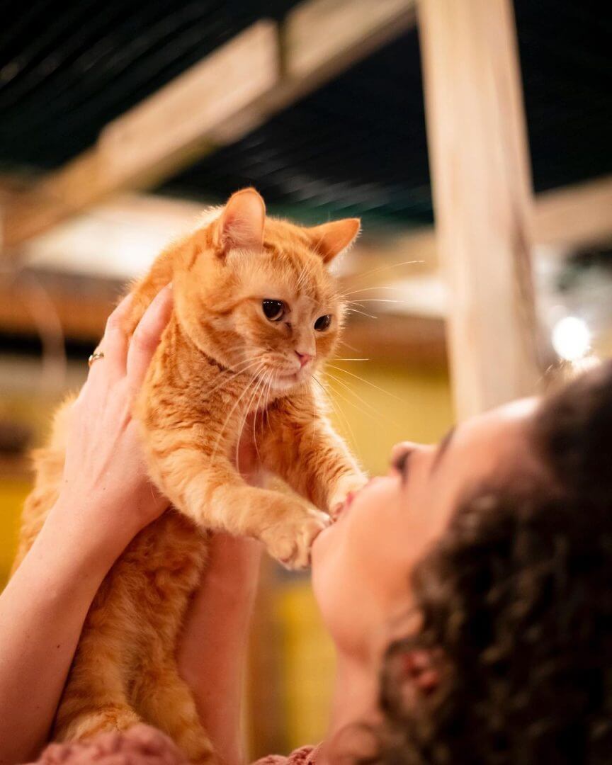 Florian&oacute;polis recebe o primeiro Cat Caf&eacute; de SC; clientes podem adotar e brincar com gatos 