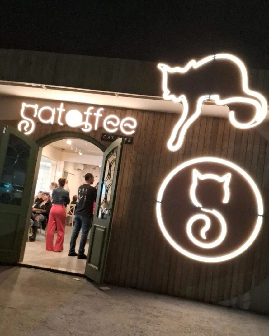 Florian&oacute;polis recebe o primeiro Cat Caf&eacute; de SC; clientes podem adotar e brincar com gatos 