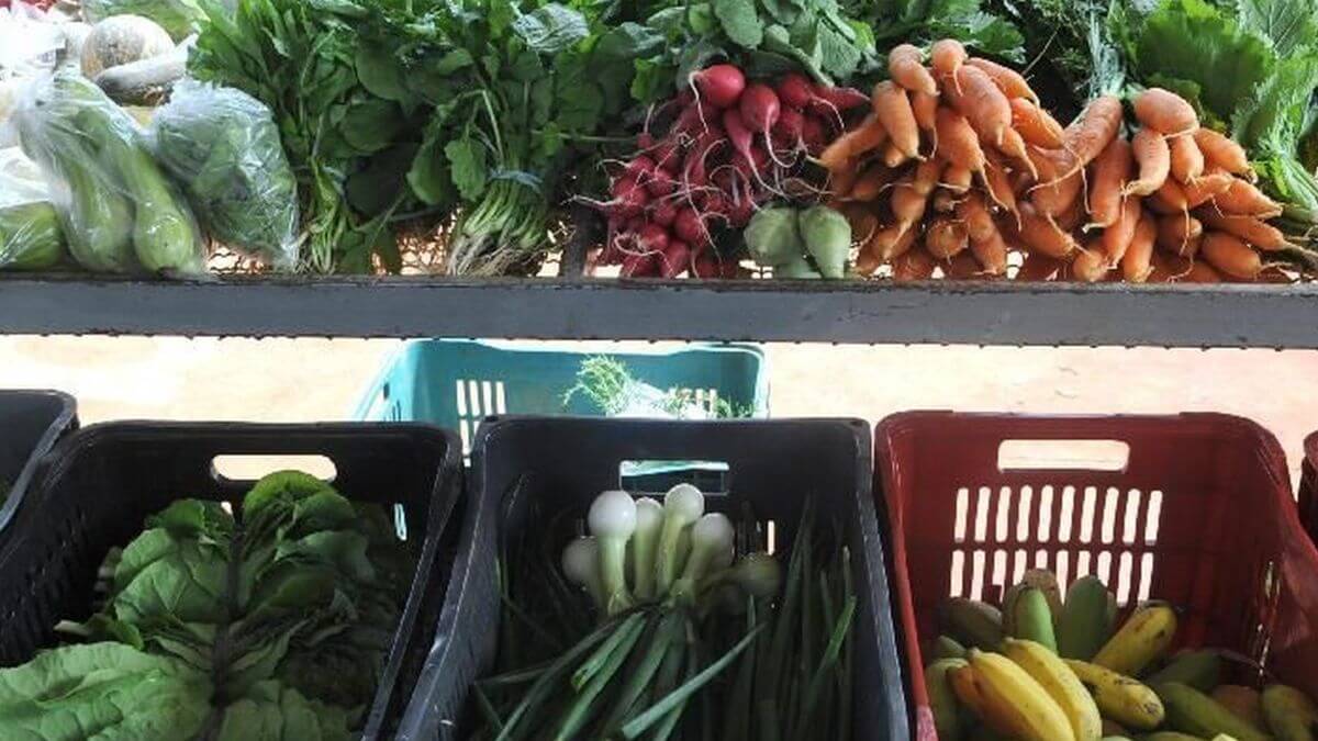Florianópolis tem maior percentual de entrevistados que relatou consumir frutas e hortaliças (Foto: Arquivo, Agência Brasil)