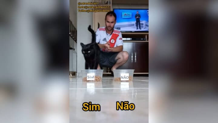 Gato Vidente prevê o futuro do Vasco (Foto: @natandelicia17/Reprodução)
