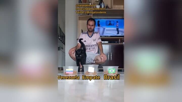 Gato Vidente prevê vencedor entre Brasil e Venezuela (Foto: @natandelicia17/TikTok/Reprodução)