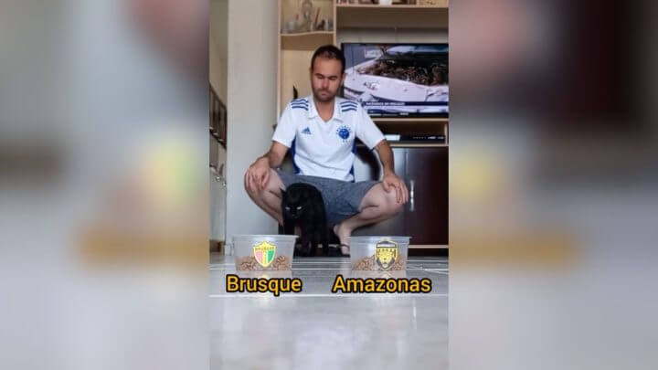 Gato vidente prevê campeão da Série C (@natandelicia17/TikTok/Reprodução)