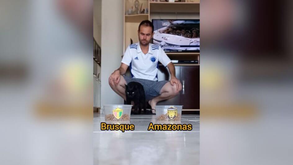 Gato vidente prevê campeão da Série C (@natandelicia17/TikTok/Reprodução)