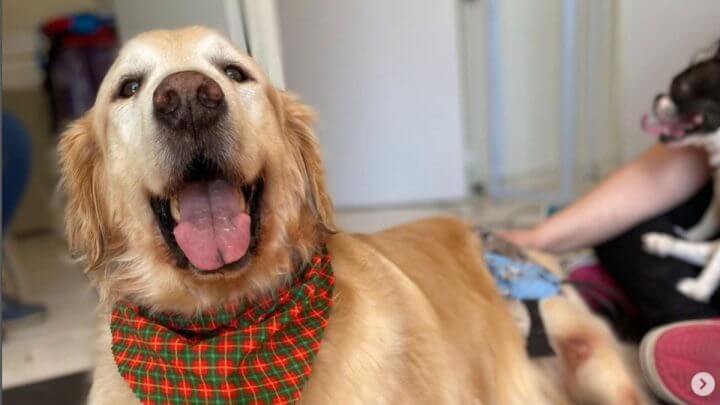 Golden blogueiro morre aos 11 anos (Foto: Divulgação/Redes sociais)