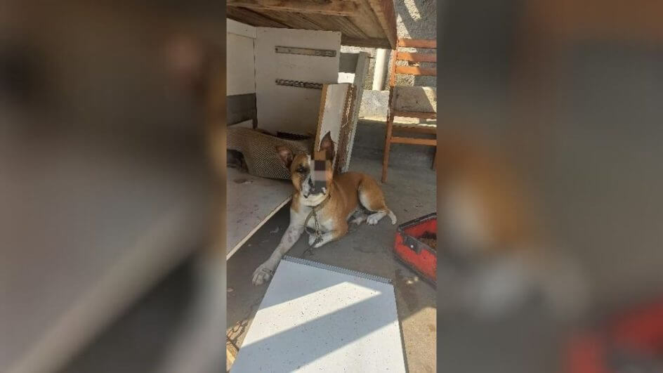 Cachorro ficou cego do lado esquerdo