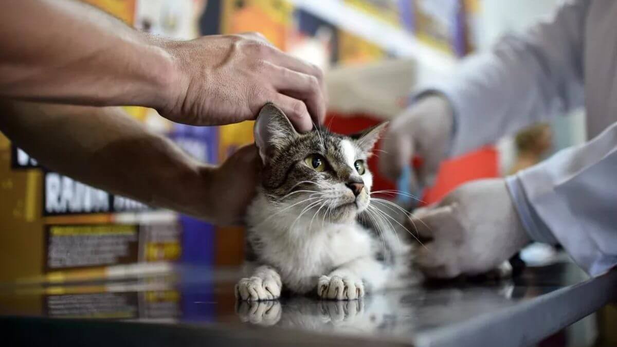Lages promove mutirão gratuito para castração de cães e gatos